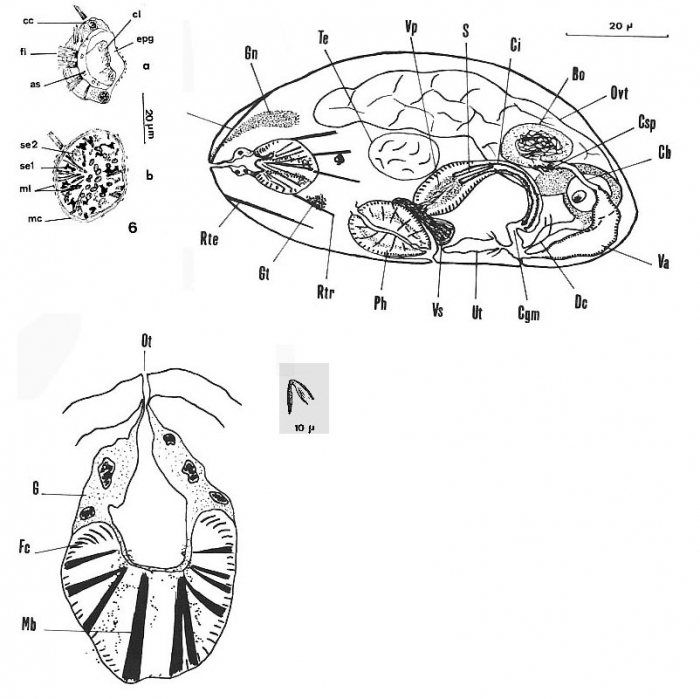 Nannorhynchides corneus Nannorhynchides corneus