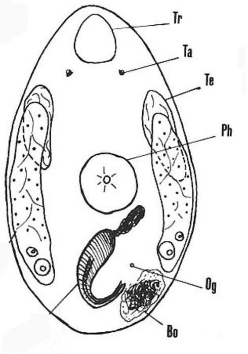 Nannorhynchides corneus Nannorhynchides corneus