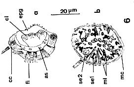Nannorhynchides corneus Nannorhynchides corneus