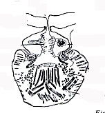 Nannorhynchides harparius Nannorhynchides harparius
