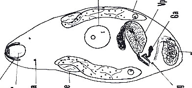 Nannorhynchides harparius Nannorhynchides harparius