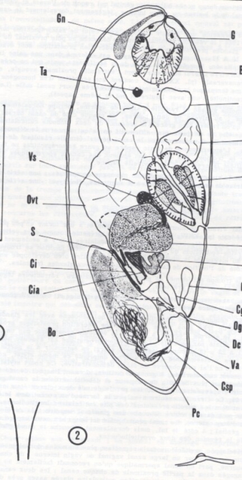 Nannorhynchides harparius Nannorhynchides harparius