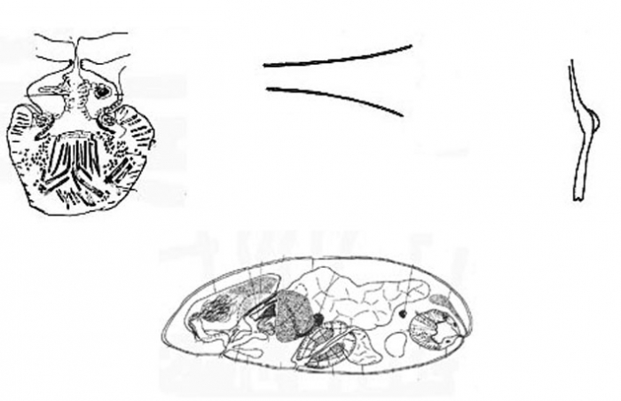 Nannorhynchides harparius Nannorhynchides harparius