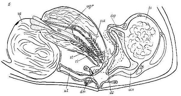 Nannorhynchides herdlaensis Nannorhynchides herdlaensis