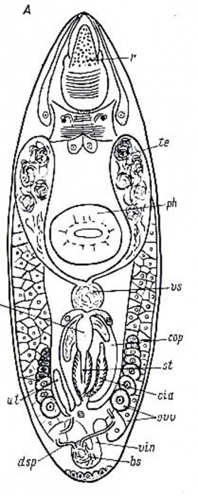 Nannorhynchides herdlaensis Nannorhynchides herdlaensis