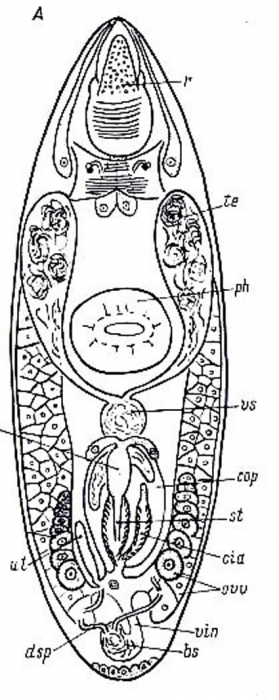 Nannorhynchides herdlaensis