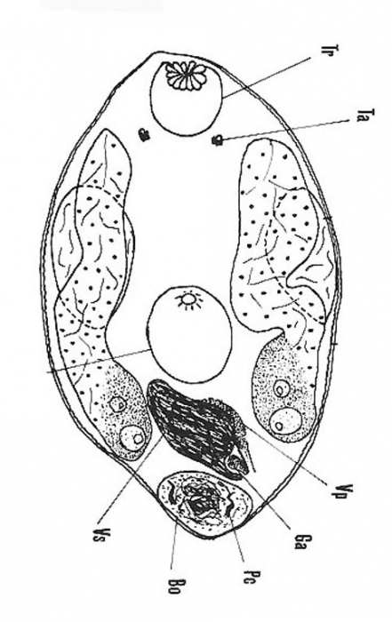 Nannorhynchides vividus Nannorhynchides vividus