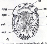 Nannorhynchides vividus