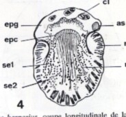Nannorhynchides vividus Nannorhynchides vividus