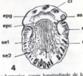 Platyhelminthes (flatworms)