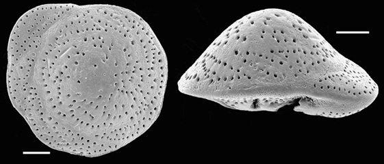 Lamellodiscorbis dimidiatus New Zealand Lamellodiscorbis dimidiatus New Zealand