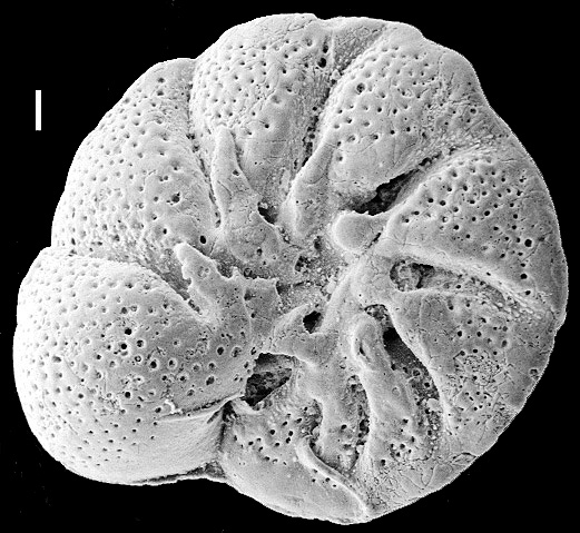 Lamellodiscorbis dimidiatus New Zealand Lamellodiscorbis dimidiatus New Zealand