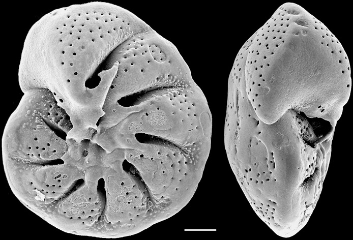 Lamellodiscorbis dimidiatus New Zealand