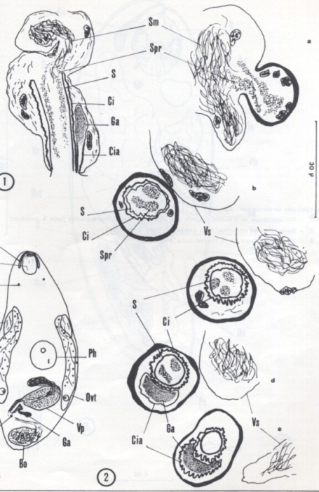 Nannorhynchides vividus Nannorhynchides vividus