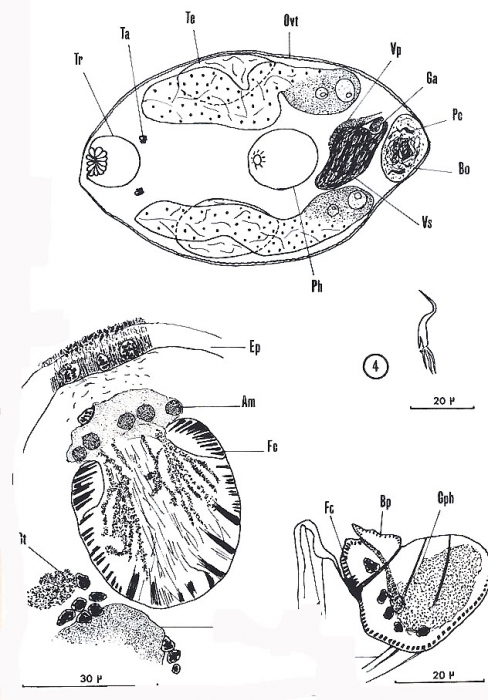 Nannorhynchides vividus Nannorhynchides vividus
