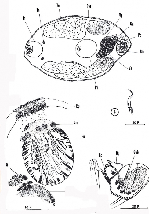 Nannorhynchides vividus