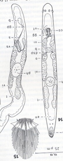 Paracicerina deltoides