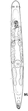 Paracicerina deltoides Paracicerina deltoides