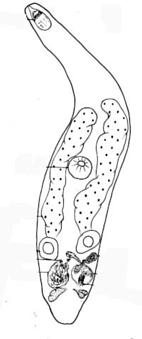 Paracicerina globulosa Paracicerina globulosa