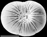 Chromista - Foraminifera (foraminifers)