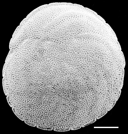 Planoglabratella opercularis New Zealand Planoglabratella opercularis New Zealand