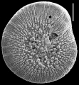 Chromista - Foraminifera (foraminifers)