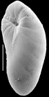 Elongobula iphigeneae New Zealand