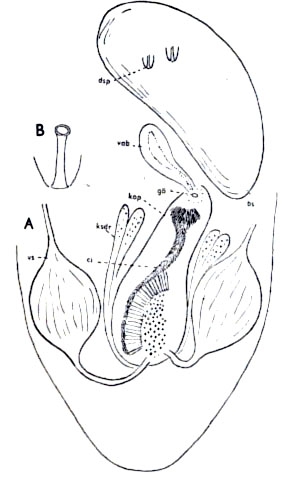 Paracicerina laboeica Paracicerina laboeica