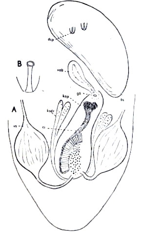 Paracicerina laboeica