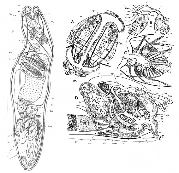 Paracicerina maristoi Paracicerina maristoi