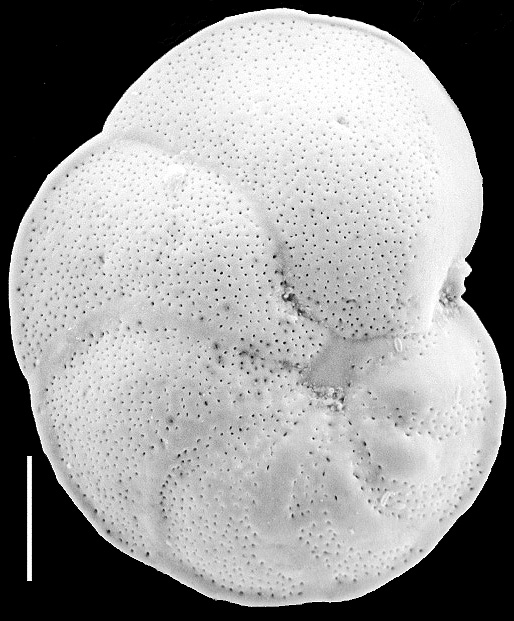 Discorbinella bertheloti New Zealand