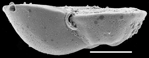 Discorbinella bertheloti New Zealand Discorbinella bertheloti New Zealand