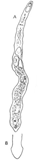 Paracicerina maristoi Paracicerina maristoi