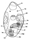 Pocillorhynchus agilis