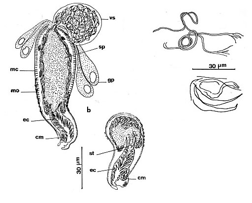 Pocillorhynchus agilis