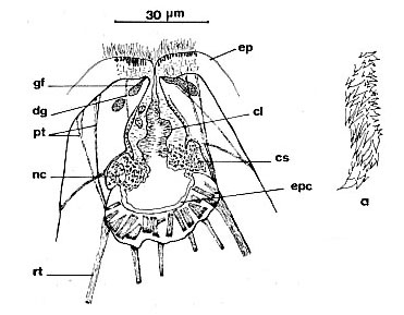 Pocillorhynchus agilis Pocillorhynchus agilis