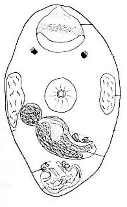 Pocillorhynchus minutus Pocillorhynchus minutus