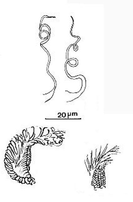 Pocillorhynchus minutus Pocillorhynchus minutus