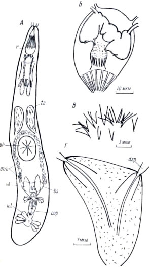 Ptyalorhynchus coecus Ptyalorhynchus coecus