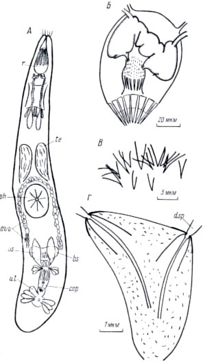 Ptyalorhynchus coecus