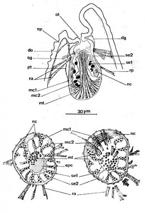 Ptyalorhynchus coecus