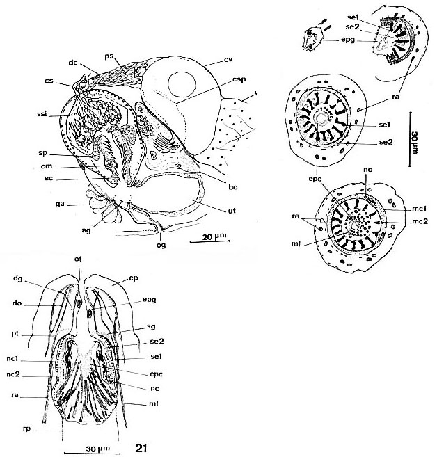 Ptyalorhynchus piger