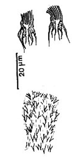 Ptyalorhynchus piger Ptyalorhynchus piger