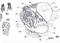 Platyhelminthes (flatworms)