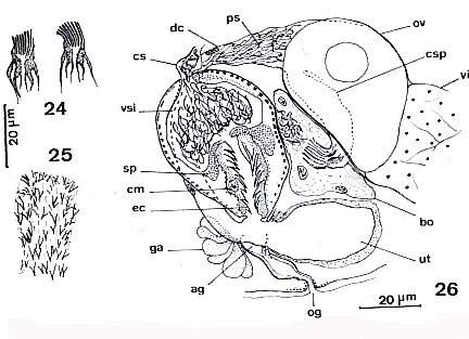 Ptyalorhynchus piger Ptyalorhynchus piger