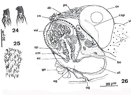 Ptyalorhynchus piger