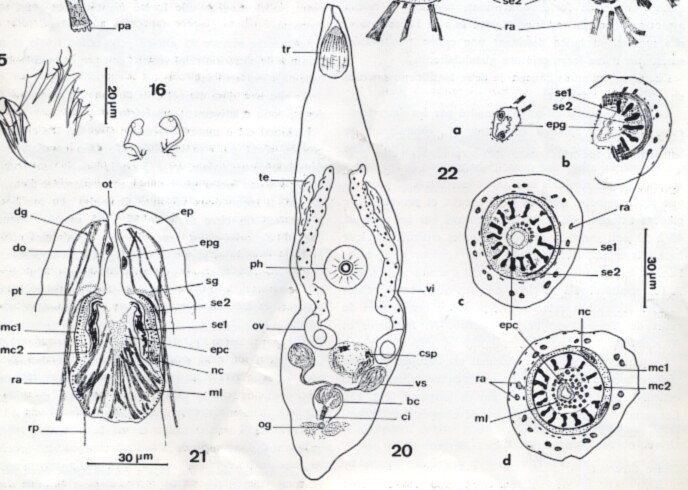 Ptyalorhynchus piger Ptyalorhynchus piger