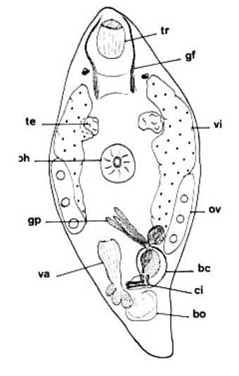 Toia calceformis