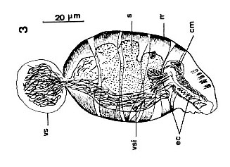 Toia calceformis Toia calceformis