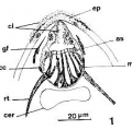 Platyhelminthes (flatworms)